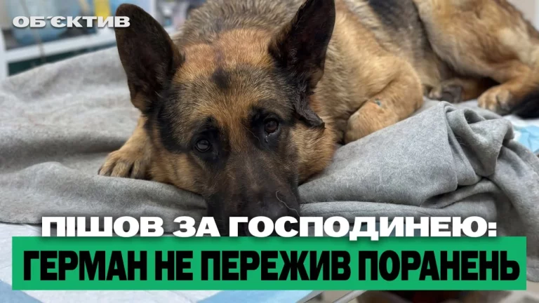 «Бандероль» убила пса; враг продвинулся на Харьковщине – итоги 28 июля