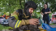 Спасли двоих человек и кота – в Харькове бушевал пожар (фото)