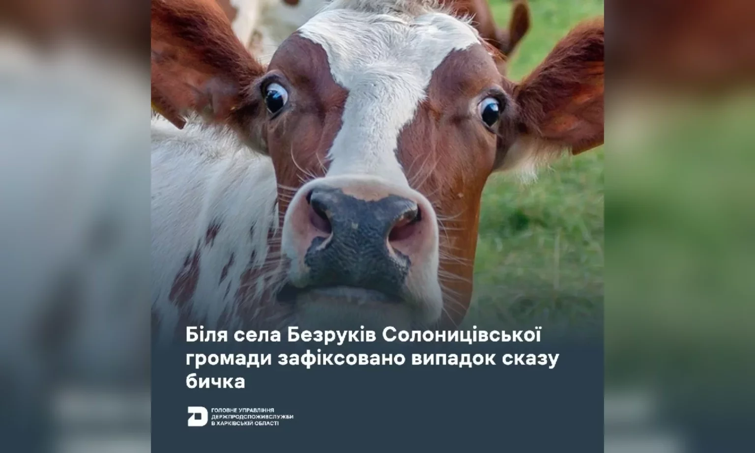 Карантин ввели в селе под Харьковом: у бычка обнаружили бешенство