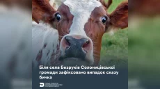 Карантин ввели в селе под Харьковом: у бычка обнаружили бешенство