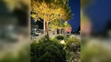 На выходе из метро «Университет» теперь будут сиять деревья