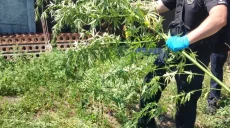 За допомогою дрону копи дізналися, чим займається житель Есхара