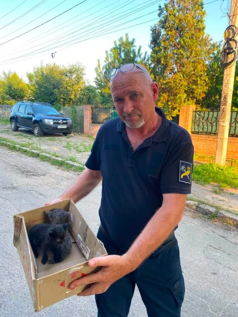 котят спасли в Харькове