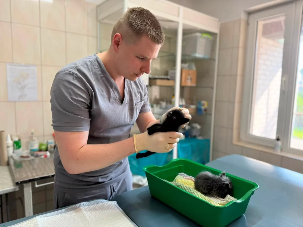 котят спасли в Харькове