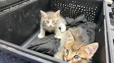 Переноска из бокса для БпЛА: воины «Ахиллеса» спасли кошку с котятами (фото)