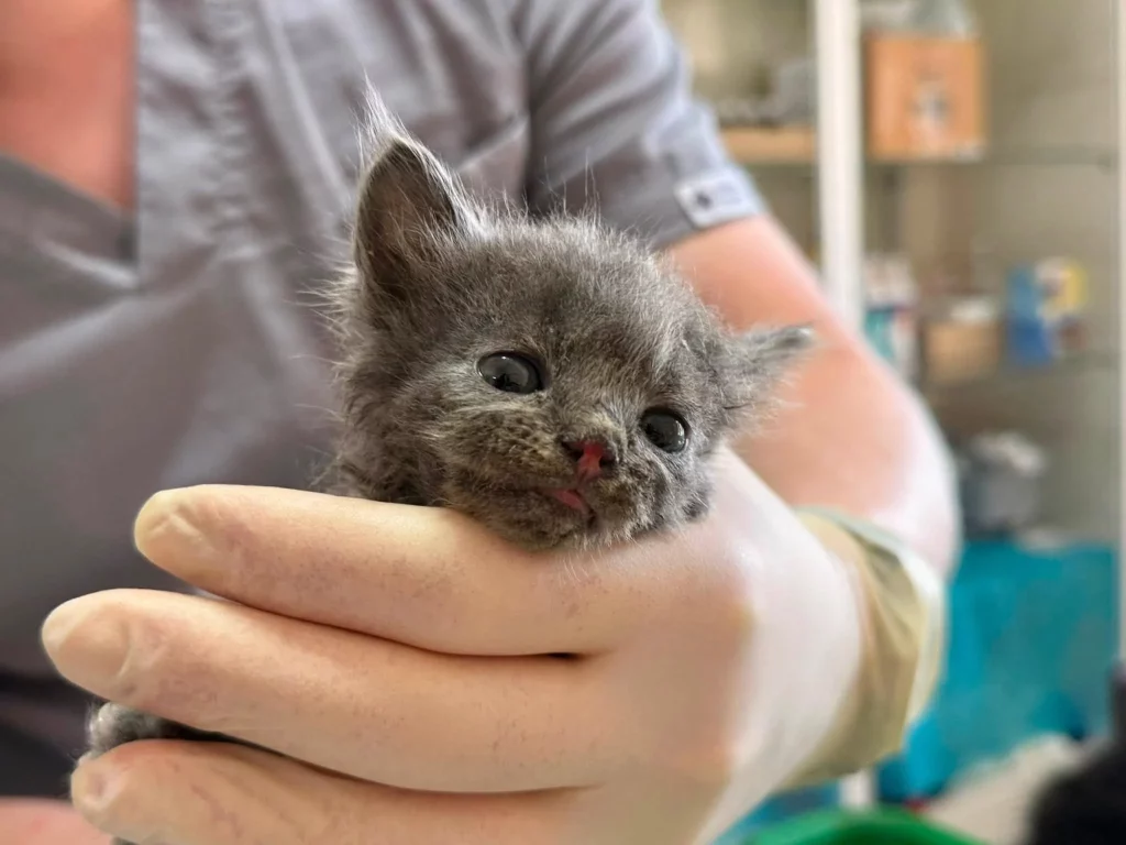 котят спасли в Харькове