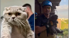 Удар по дому в Харкові: двох котів знайшли на четвертий день розбору завалів