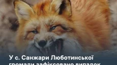 Бешеная лиса напала на мужчину и искусала его на Харьковщине