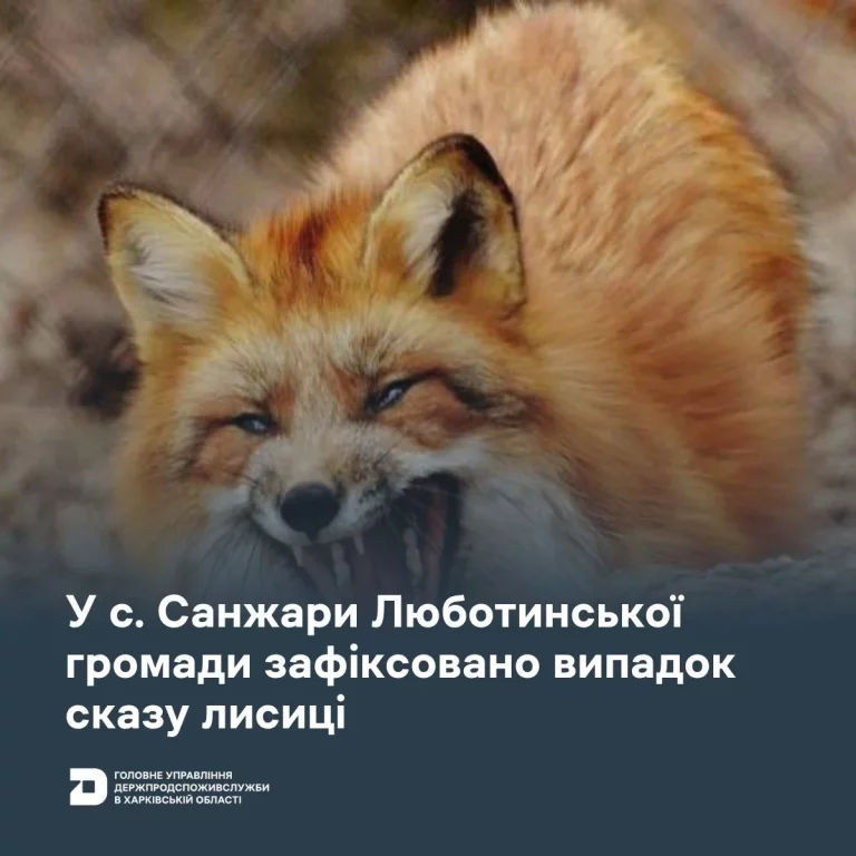 Бешеная лиса напала на мужчину и искусала его на Харьковщине