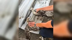 Двоих мартинов спасли в Харькове во время разбора завалов