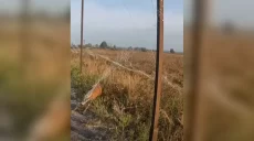 Косулю, запутавшуюся в антидроновой сетке, спасли воины на Харьковщине (видео)