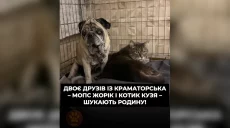 Жорик и Кузя из Краматорска ищут себе новую семью