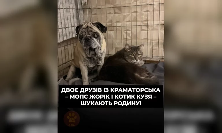 Жорик и Кузя из Краматорска ищут себе новую семью