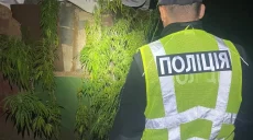 Жителя Мерефы подозревают в выращивании конопли – копы изъяли растения
