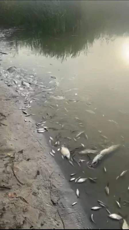 мор рыбы на Харьковщине