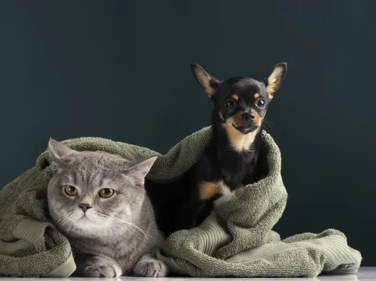 Как крупные petcare-бренды помогают формировать культуру ответственного отношения к животным в Украине
