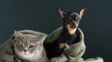 Як великі petcare-бренди допомагають формувати культуру відповідального ставлення до тварин в Україні
