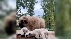 В экопарке под Харьковом – пополнение: кто родился (видео)
