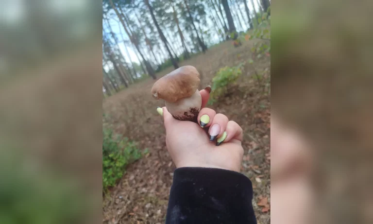 Первые выходные после дождя: грибники вышли на охоту на Харьковщине (фото)