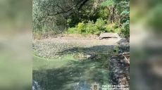 Рыба массово погибла на Харьковщине: полиция начала уголовное производство