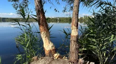«Пушистый террорист» на Журавлевке: как в Харькове спасают деревья (видео)