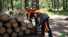 Спрос на дрова вырос на 40%: где купить на Харьковщине, цены