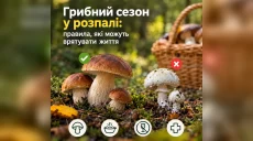 Грибной сезон в разгаре: как избежать отравления — советы специалистов