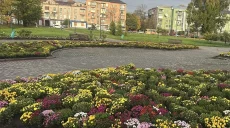 Ночью в Харькове из клумбы украли более 30 кустов хризантем (фото)
