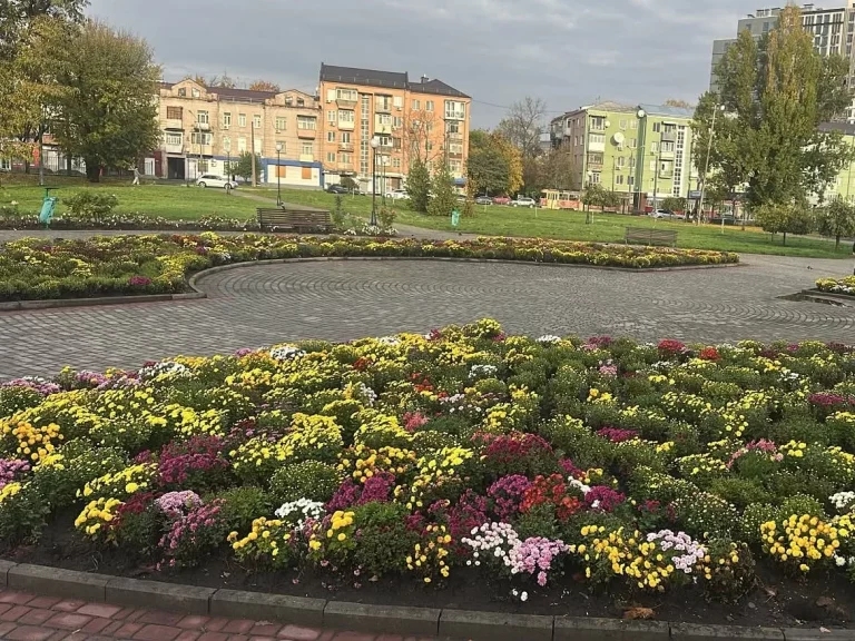 Ночью в Харькове из клумбы украли более 30 кустов хризантем (фото)