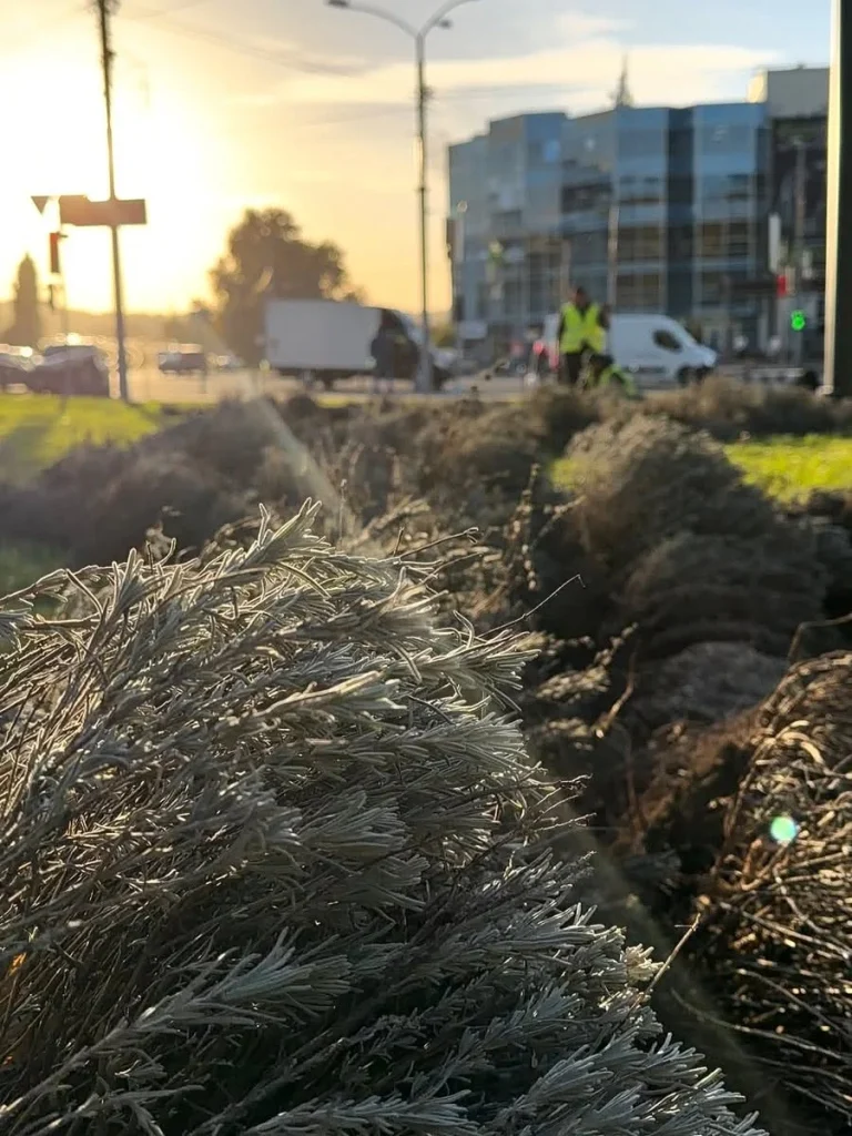растения высадили на Клочковском спуске в Харькове