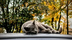 Туман и до +18 в Харькове: прогноз погоды на вторник, 20 октября
