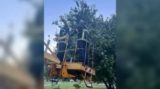 В Харькове собака покусала кошку: животное сняли с дерева коммунальщики