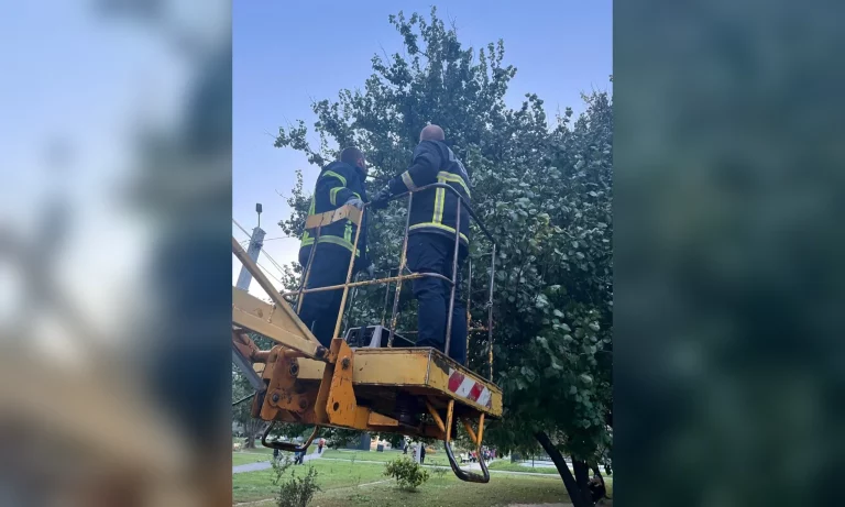 В Харькове собака покусала кошку: животное сняли с дерева коммунальщики