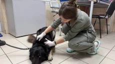 Переселенцям з собакою допомогли зняти будинок у Харкові