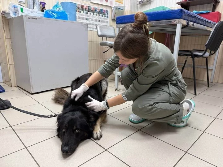 Переселенцям з собакою допомогли зняти будинок у Харкові